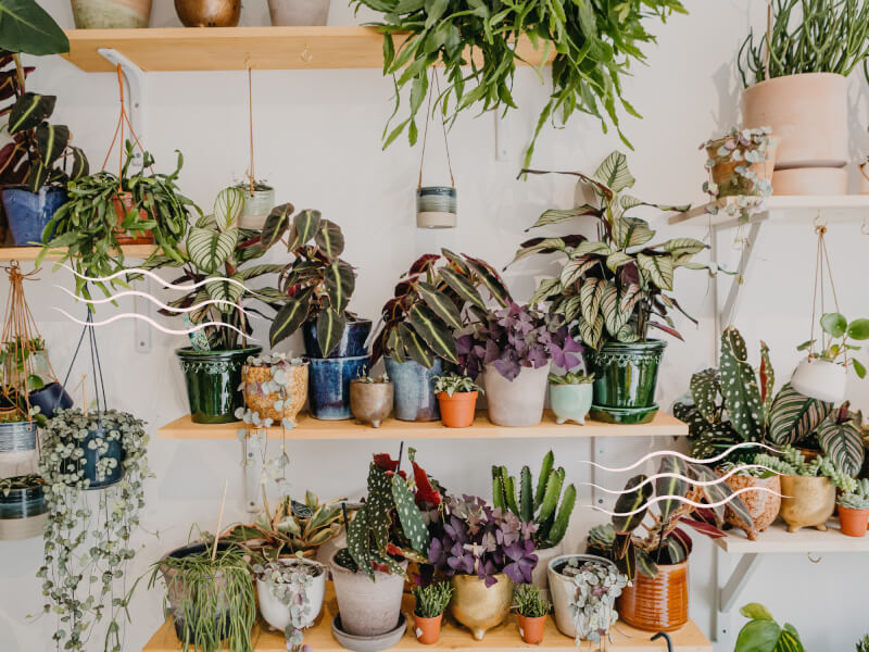 indoor house plants
